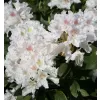 Rhododendron (T) 'Cunningh. White' 030-040 C5L