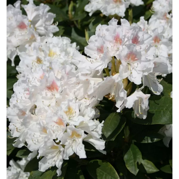 Rhododendron (T) 'Cunningh. White' 030-040 C5L
