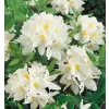 Azalea (KH) 'Persil' 30-40 cm VKR3L