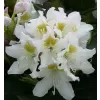 Rhododendron (T) 'Cunningh. White' 030-040 C5L