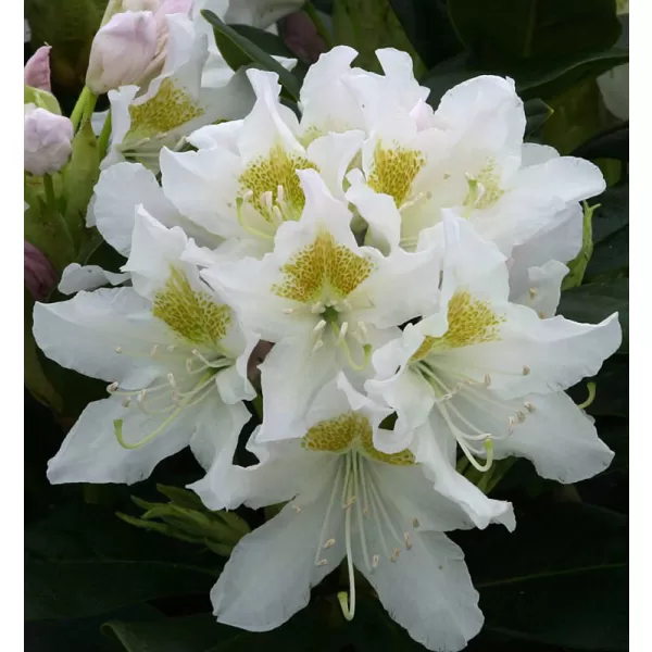 Rhododendron (T) 'Cunningh. White' 030-040 C5L
