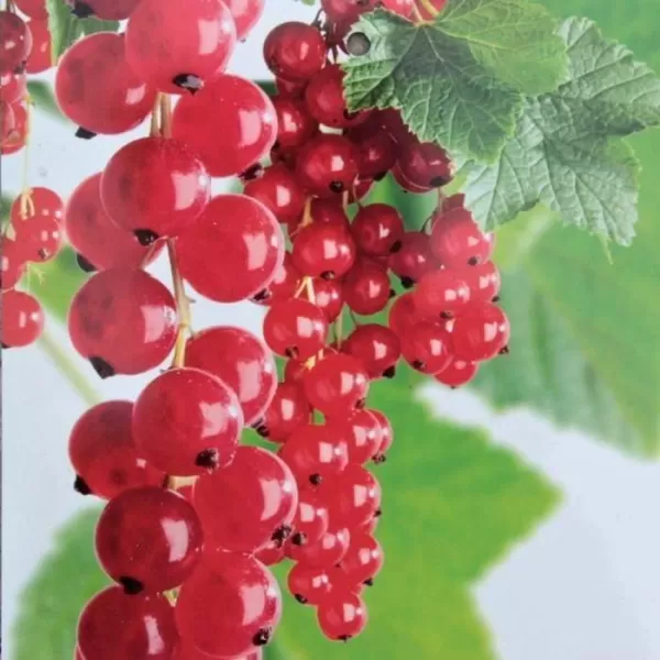 Ribes rubrum 'Jonkheer van Tets' 20-30 RP1L