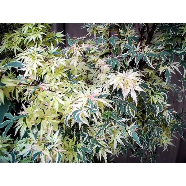 Acer palm. 'Butterfly' CC MIX 08 Acer palmatu
