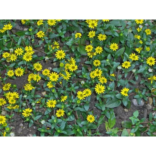 Sanvitalia