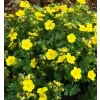 Potentilla fruticosa 'Kobold' 20-30 C1,5L