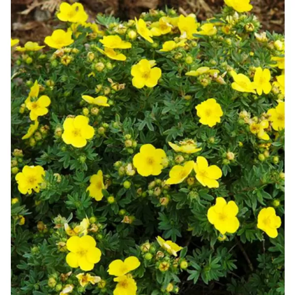 Potentilla fruticosa 'Kobold' 20-30 C1,5L