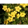 Potentilla fruticosa 'Kobold' 20-30 C1,5L