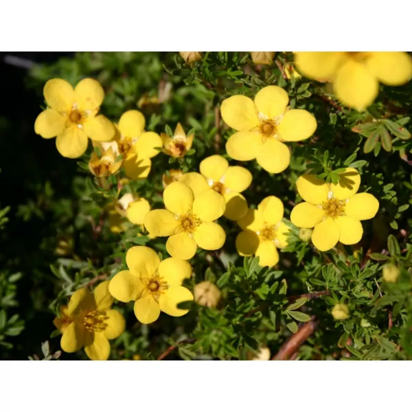 Potentilla fruticosa 'Kobold' 20-30 C1,5L