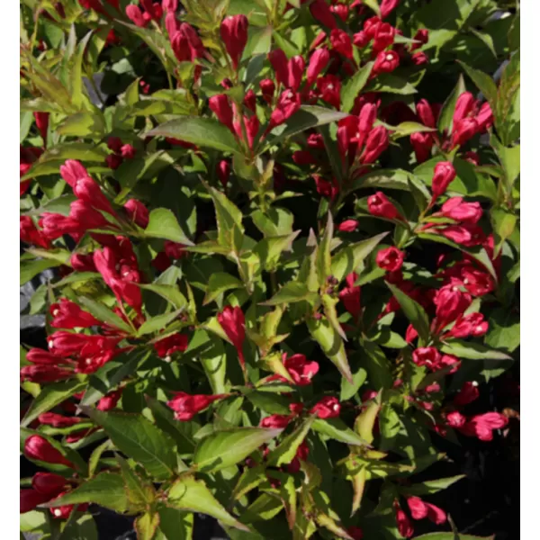 Weigela 'All Summer Red'® 20-30 C1,4L