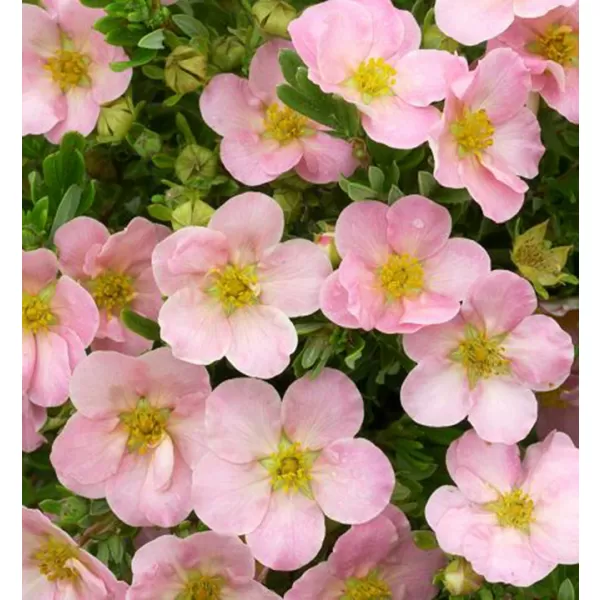 Potentilla frut. 'Lovely pink' CC MIX 04 list. 20-30 C1,4L růžová
