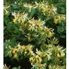 Lonicera pericl.Graham Thomas 40-60 RP 1,6L