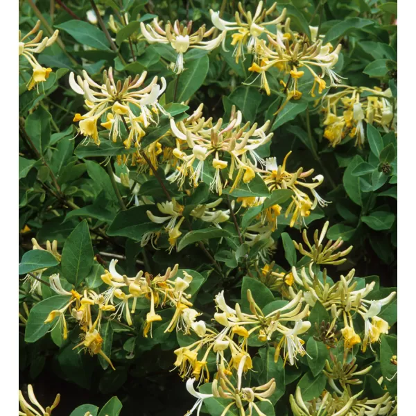 Lonicera pericl.Graham Thomas 40-60 RP 1,6L