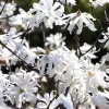 Magnolia stellata 'Royal Star' 40-60 C4L