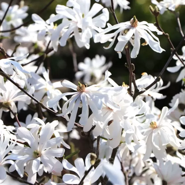Magnolia stellata 'Royal Star' 40-60 C4L