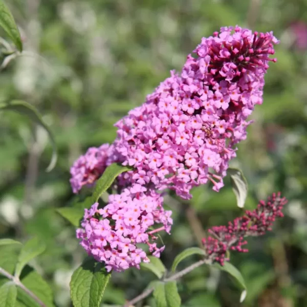 Buddleja davidii 'Pink Delight' 30-40 C2L