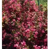 Weigela florida 'Victoria' 20-30 VKR2L