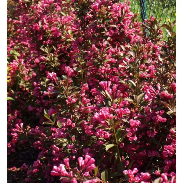 Weigela florida 'Victoria' 20-30 VKR2L