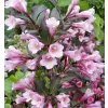 Weigela florida 'Victoria' 20-30 VKR2L