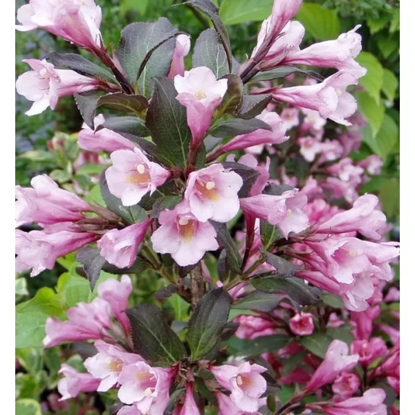 Weigela florida 'Victoria' 20-30 VKR2L