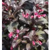 Weigela florida 'Victoria' 20-30 VKR2L