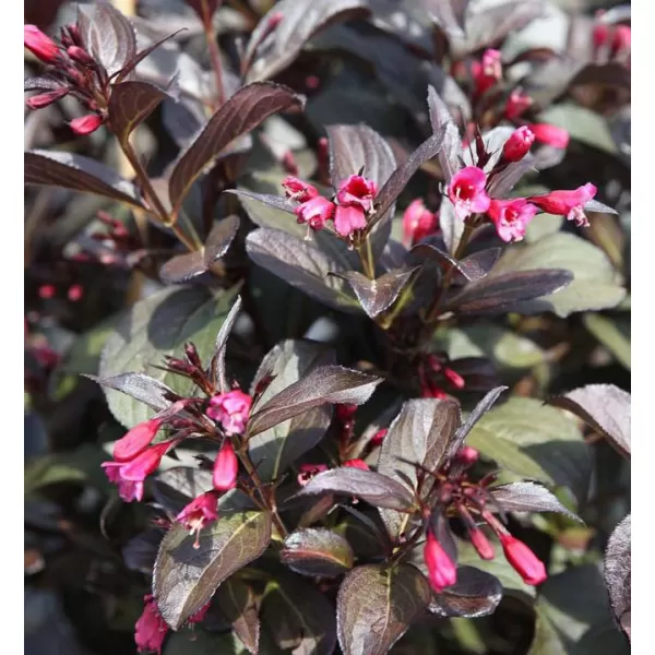 Weigela florida 'Victoria' 20-30 VKR2L
