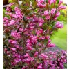 Weigela florida 'Victoria' 20-30 VKR2L