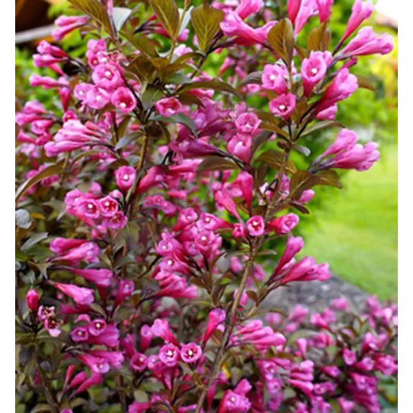 Weigela florida 'Victoria' 20-30 VKR2L