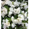 Philadelphus "Manteau dHermine" 20-30 VKR2L