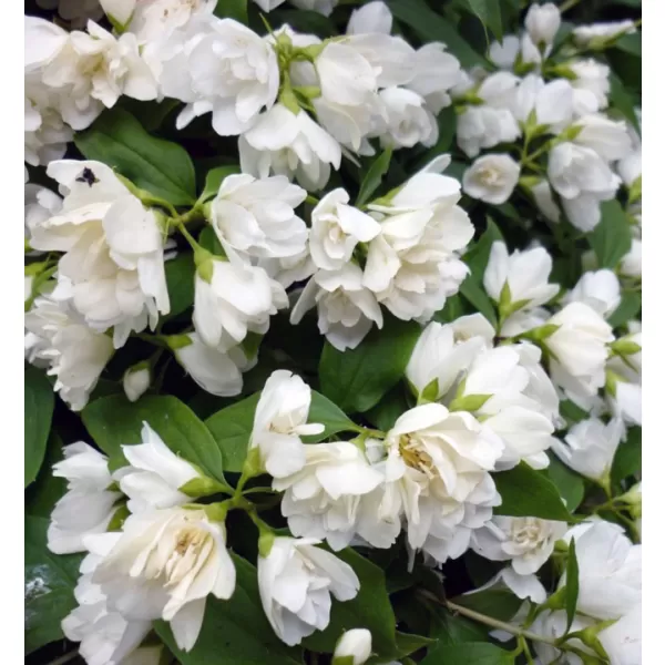 Philadelphus "Manteau dHermine" 20-30 VKR2L
