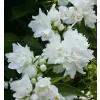 Philadelphus "Manteau dHermine" 20-30 VKR2L
