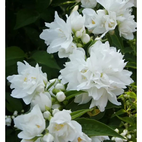 Philadelphus "Manteau dHermine" 20-30 VKR2L