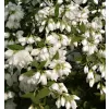 Philadelphus "Manteau dHermine" 20-30 VKR2L