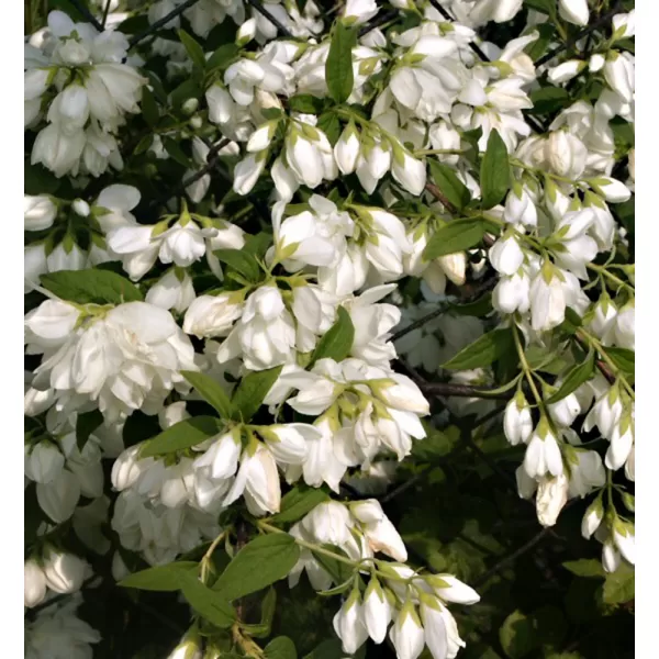 Philadelphus "Manteau dHermine" 20-30 VKR2L