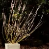 Salix gracilistyla Mount Aso km.60cm C3L