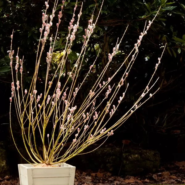 Salix gracilistyla Mount Aso km.60cm C3L