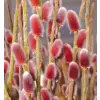 Salix gracilistyla Mount Aso km.60cm C3L