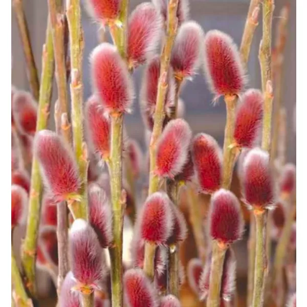 Salix gracilistyla Mount Aso km.60cm C3L