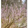 Salix gracilistyla Mount Aso km.60cm C3L