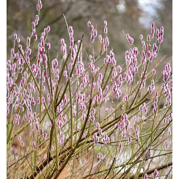 Salix gracilistyla Mount Aso km.60cm C3L