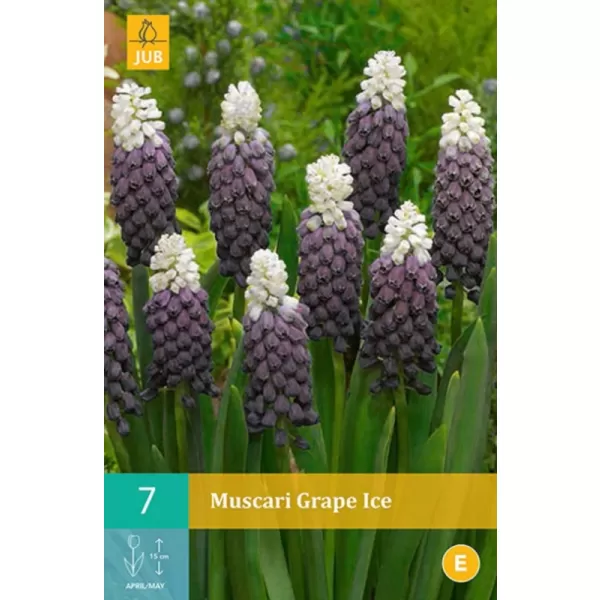 Karta - Modřenec - Muscari Grape Ice (7 cibulí) "C"