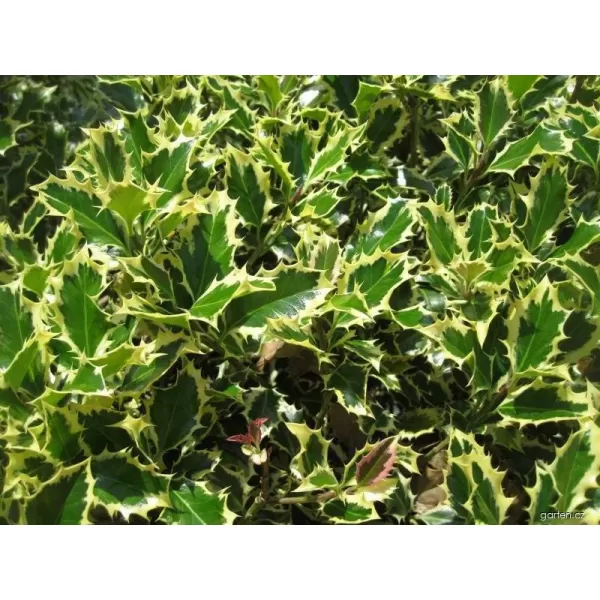 Ilex aquifolium Variegatum km.120cm C18L