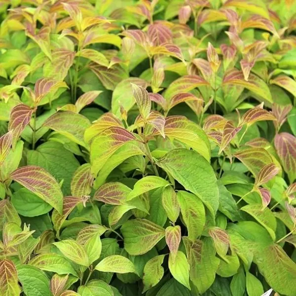 Cornus stolonifera KELSEYI 30-40 VKR2L