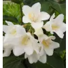 Weigela 'Candida'® 20-30 C1,4L