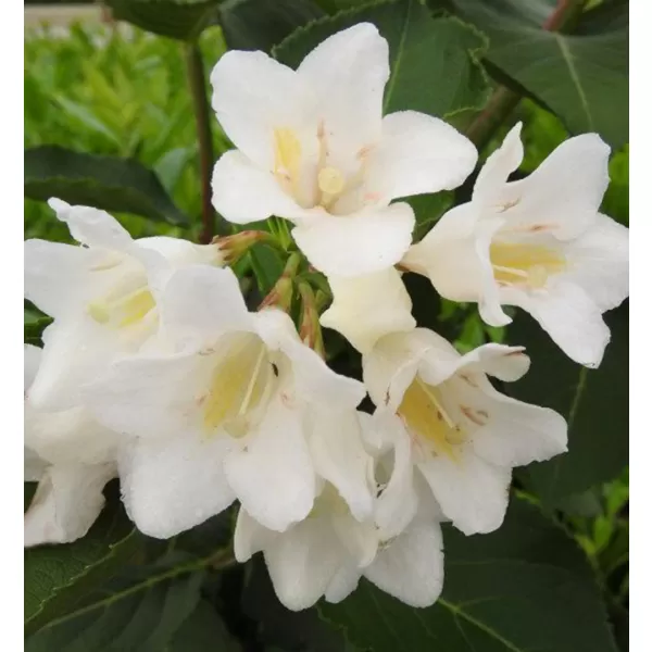 Weigela 'Candida'® 20-30 C1,4L