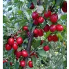 Cornus MAS 30-40 RP2L