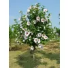 Hibiscus syriacus 'Red Heart' km.90 cm C10 L