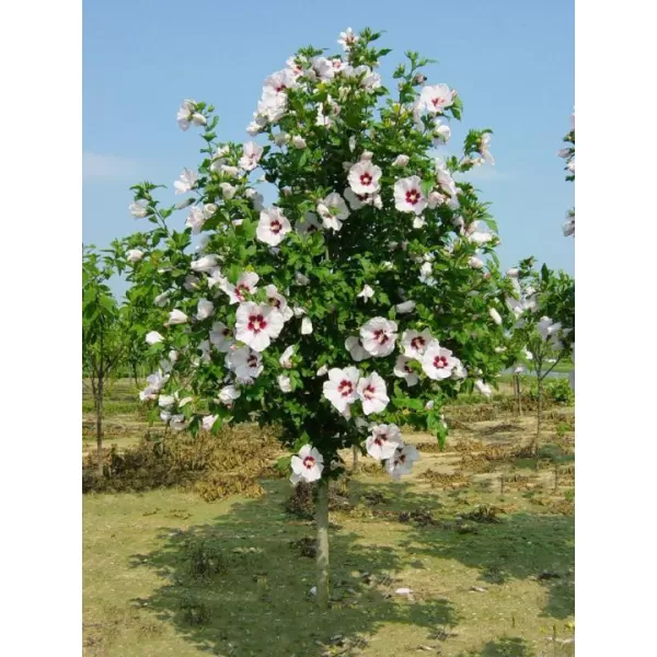 Hibiscus syriacus 'Red Heart' km.90 cm C10 L