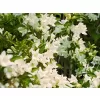 Weigela 'Candida'® 20-30 C1,4L