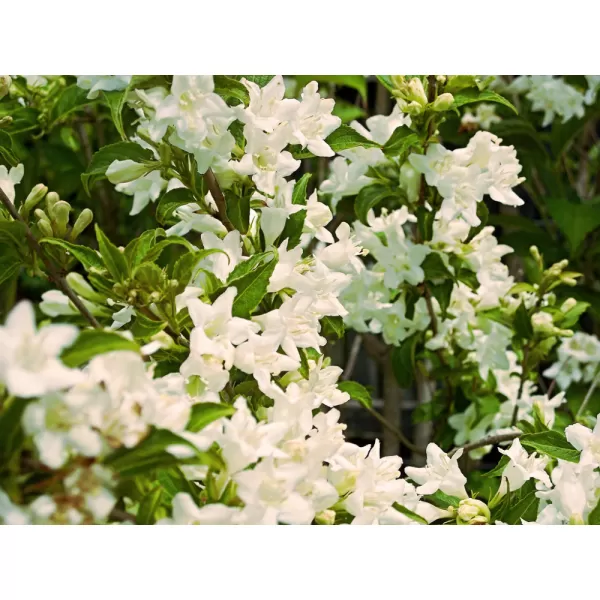 Weigela 'Candida'® 20-30 C1,4L