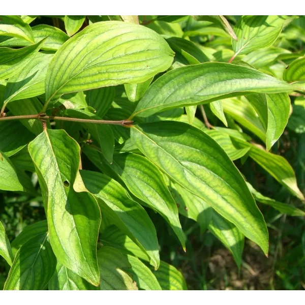 Cornus MAS 30-40 RP2L
